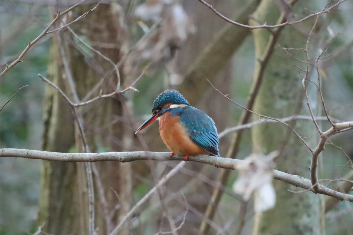 isfugl - ML647833962