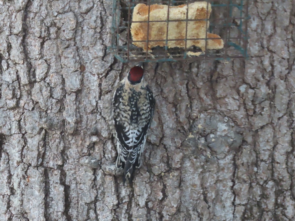 kanadasevjespett - ML647833967