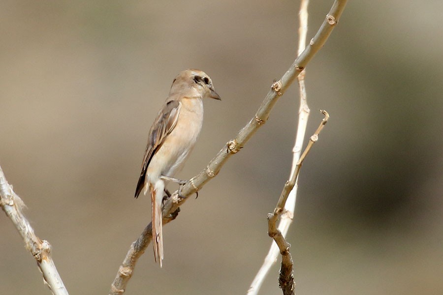 Isabellwürger - ML647833996