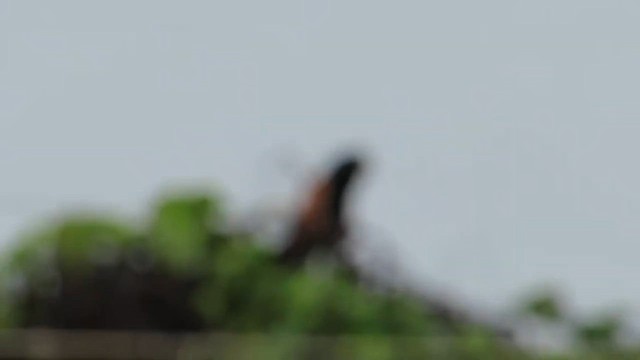 Бенгальский кукаль - ML647834009