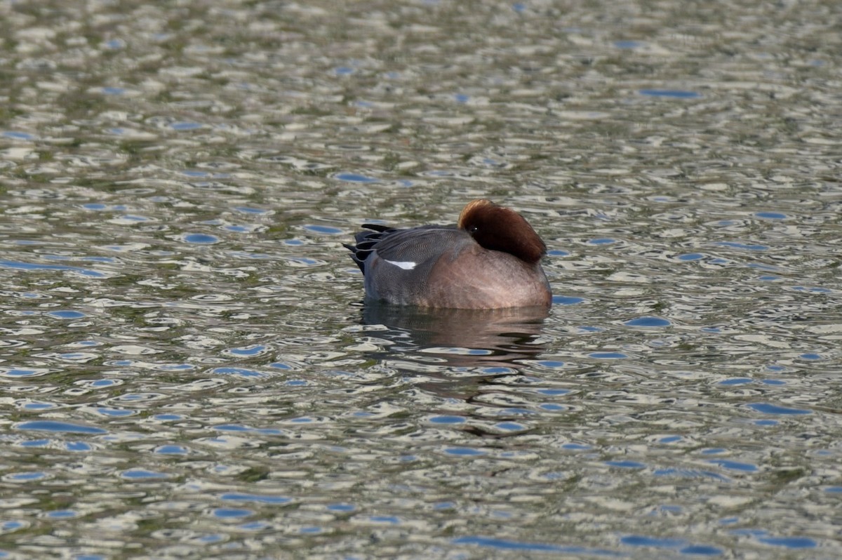 Свищ євразійський - ML647834032