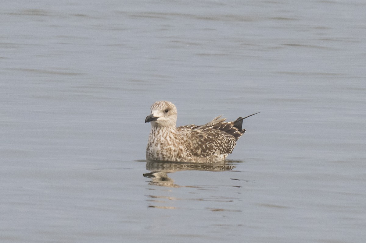 Lesser Black-backed Gull - ML647834033