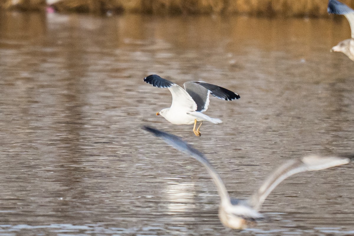 Lesser Black-backed Gull - ML647834034