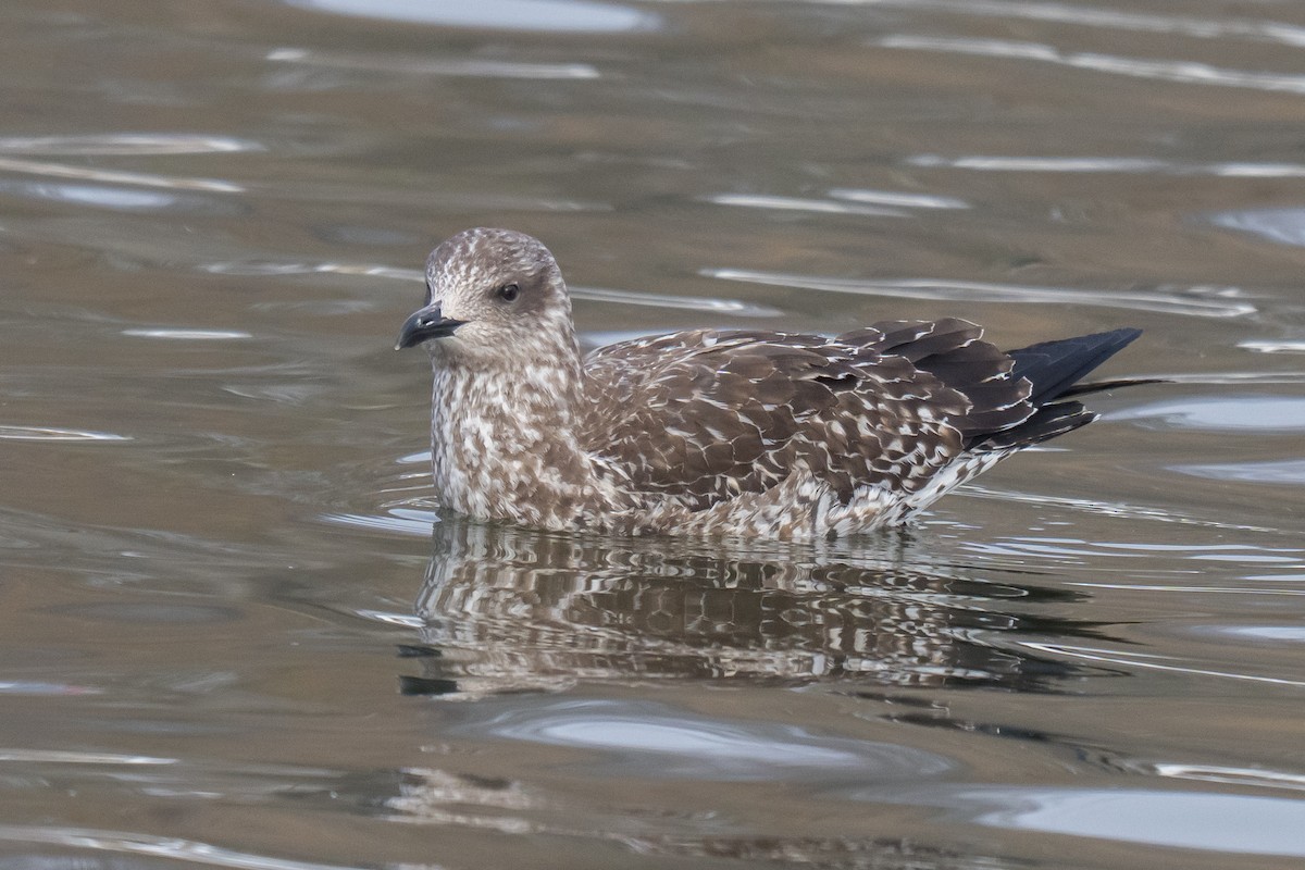 Lesser Black-backed Gull - ML647834035