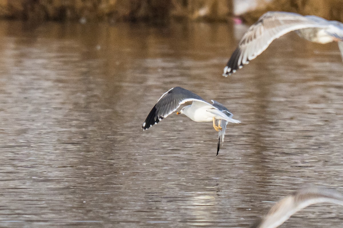 Lesser Black-backed Gull - ML647834036