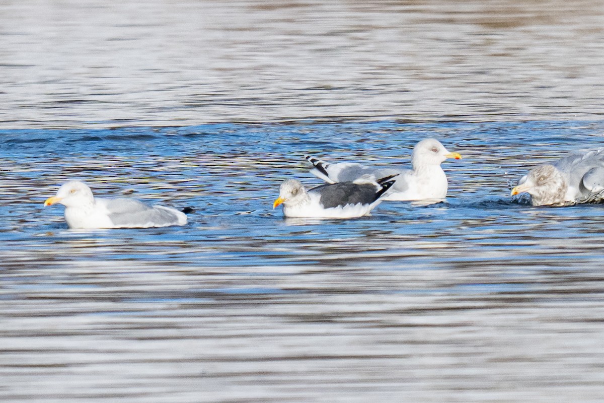 Lesser Black-backed Gull - ML647834037