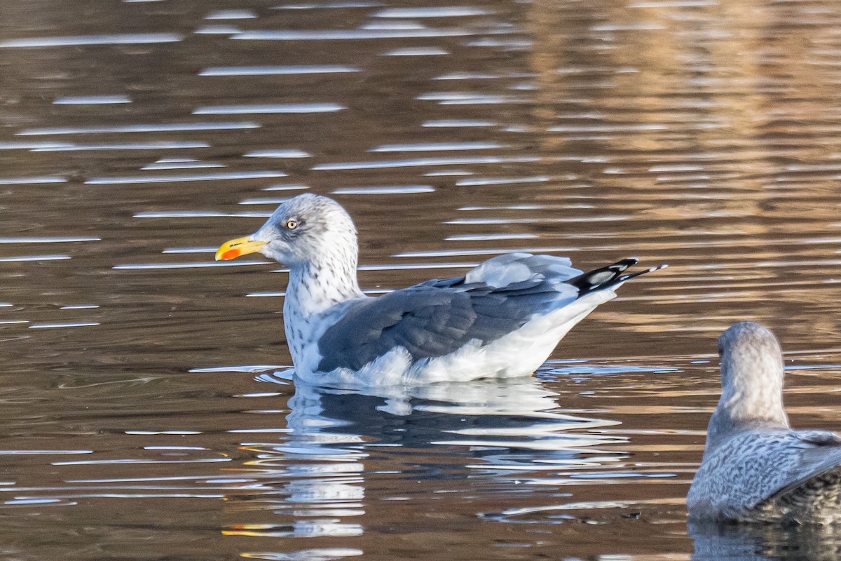 Lesser Black-backed Gull - ML647834038
