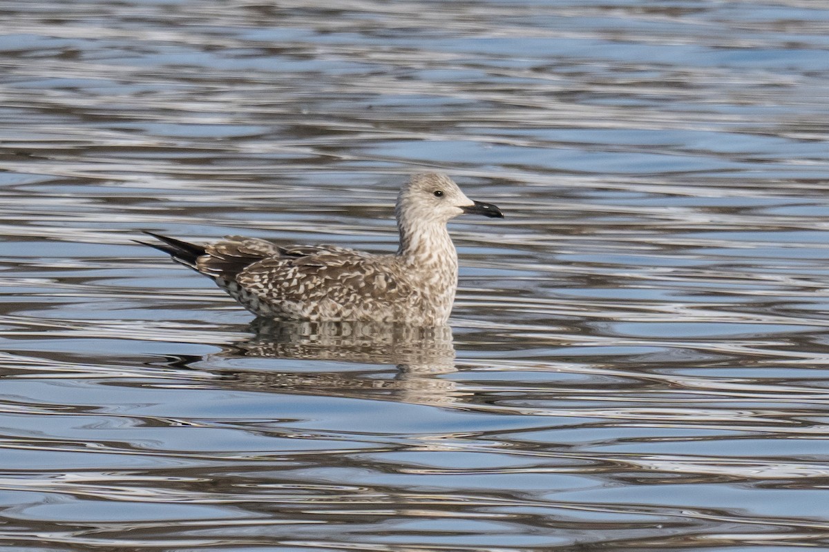 Lesser Black-backed Gull - ML647834039