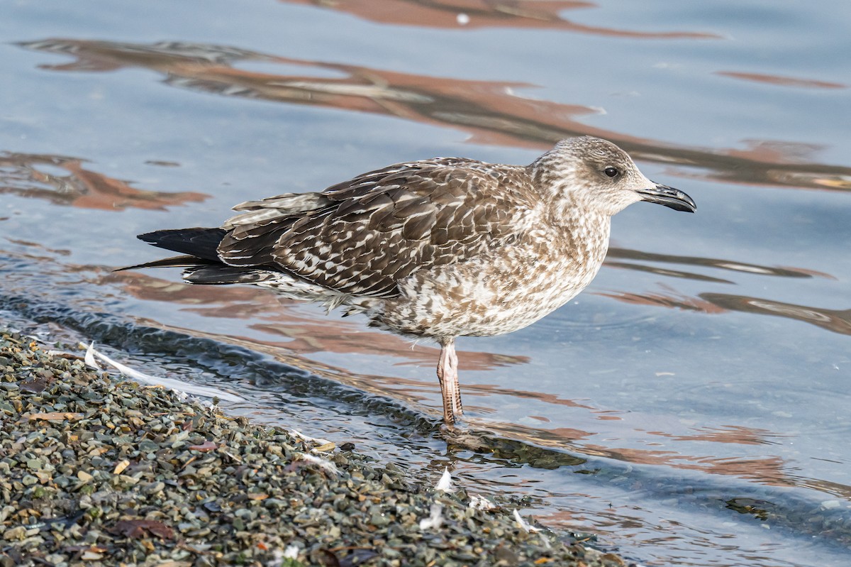 Lesser Black-backed Gull - ML647834040