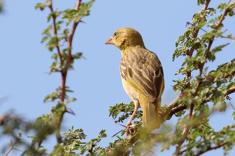 Иволговый ткач - ML647834068