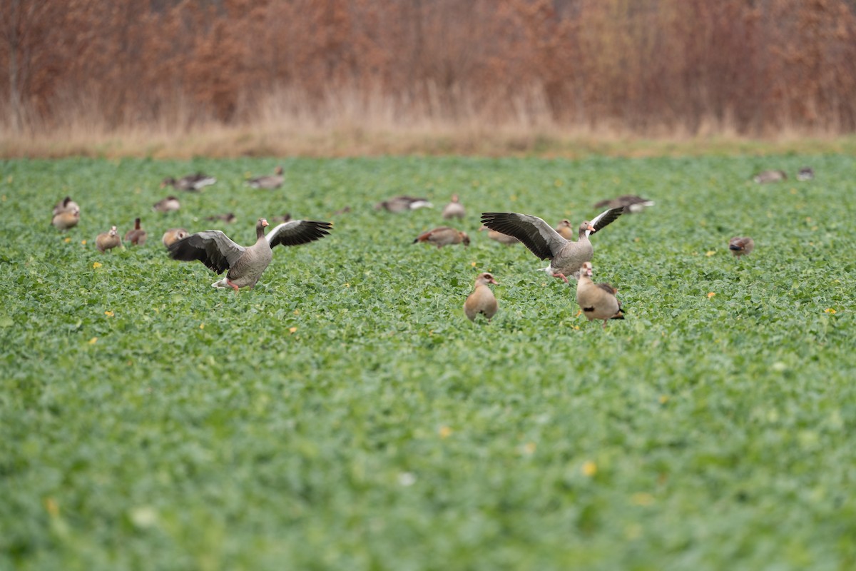 Graylag Goose - ML647834109