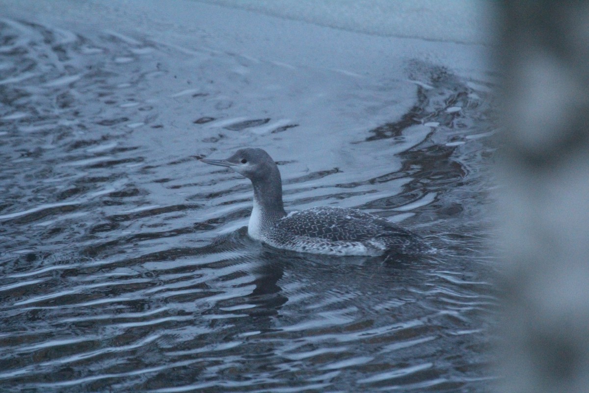 צוללן אדום-גרון - ML647834112