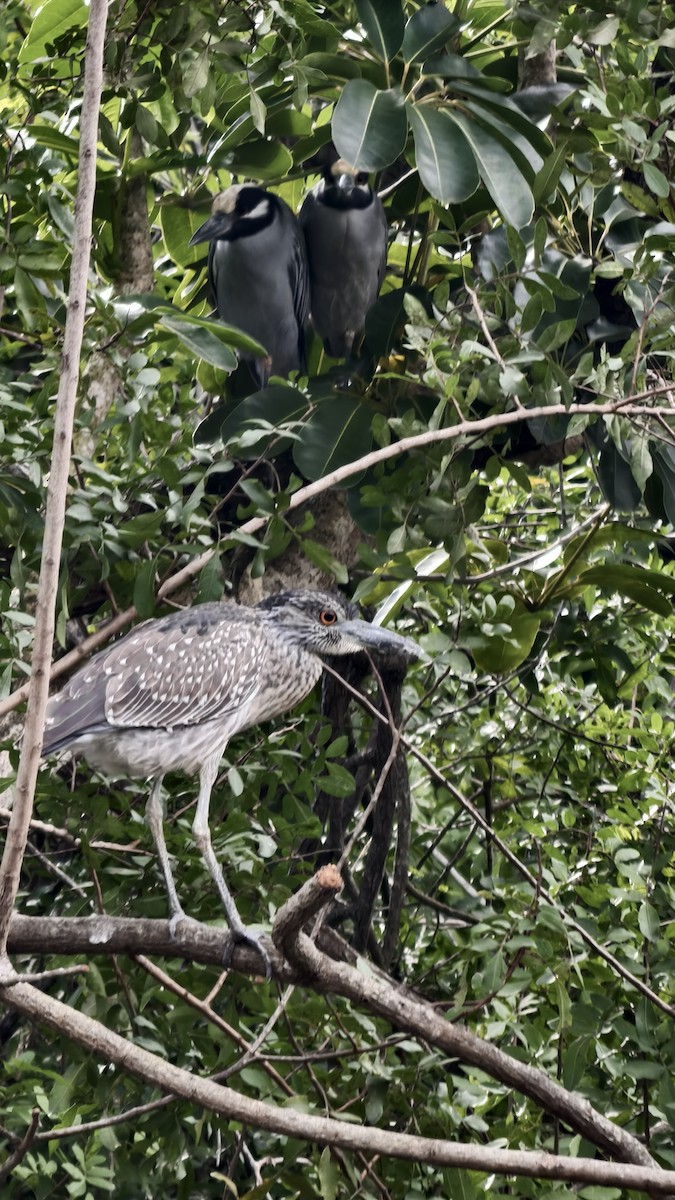 אנפת לילה צהובת-כיפה - ML647834137