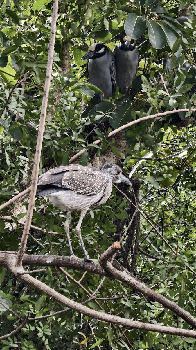 אנפת לילה צהובת-כיפה - ML647834138