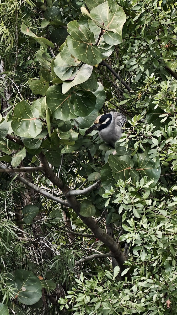 אנפת לילה צהובת-כיפה - ML647834139