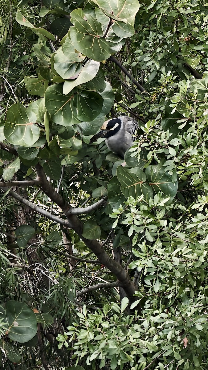 אנפת לילה צהובת-כיפה - ML647834140