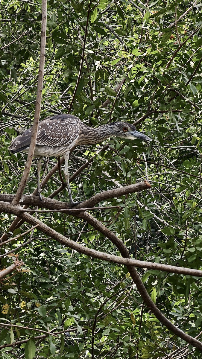 אנפת לילה צהובת-כיפה - ML647834141