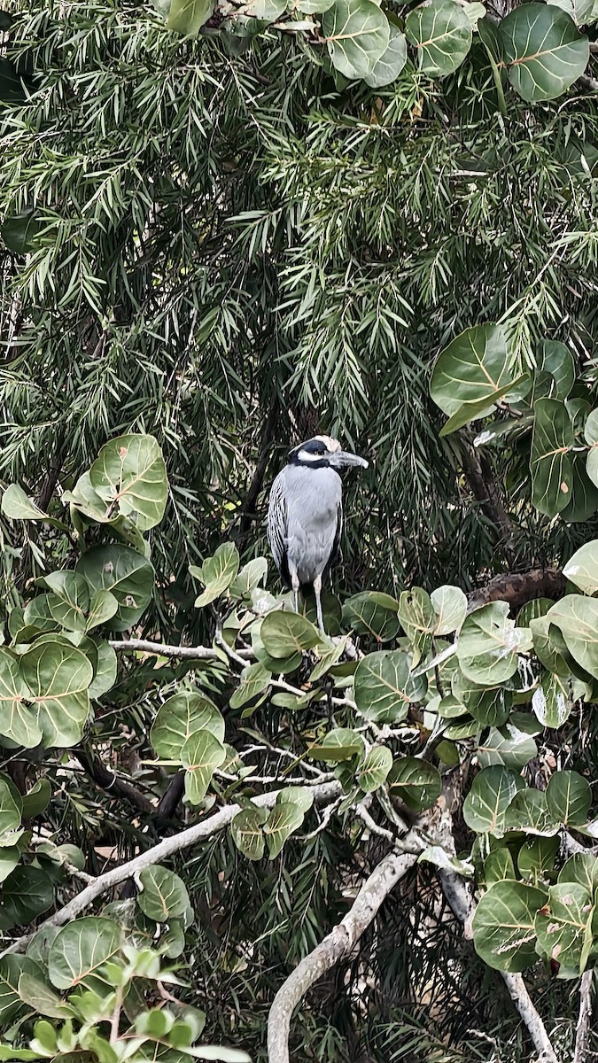 אנפת לילה צהובת-כיפה - ML647834142