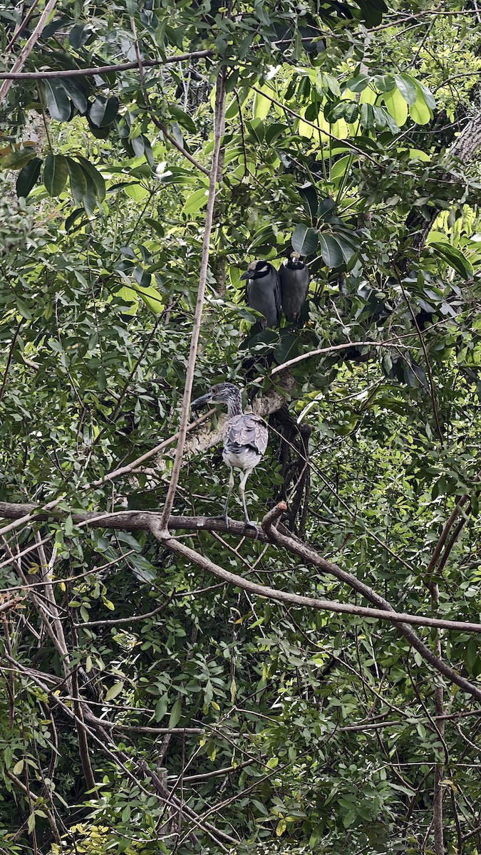אנפת לילה צהובת-כיפה - ML647834145