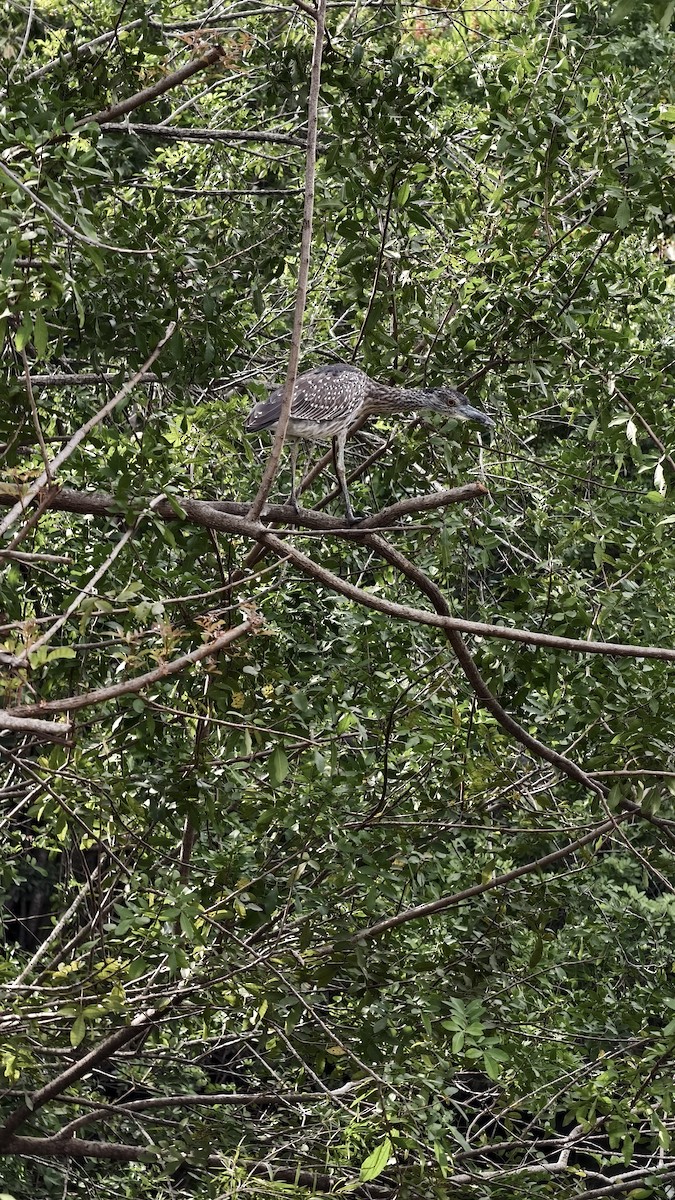 אנפת לילה צהובת-כיפה - ML647834146