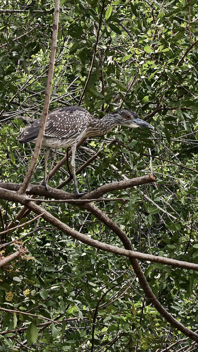 אנפת לילה צהובת-כיפה - ML647834147