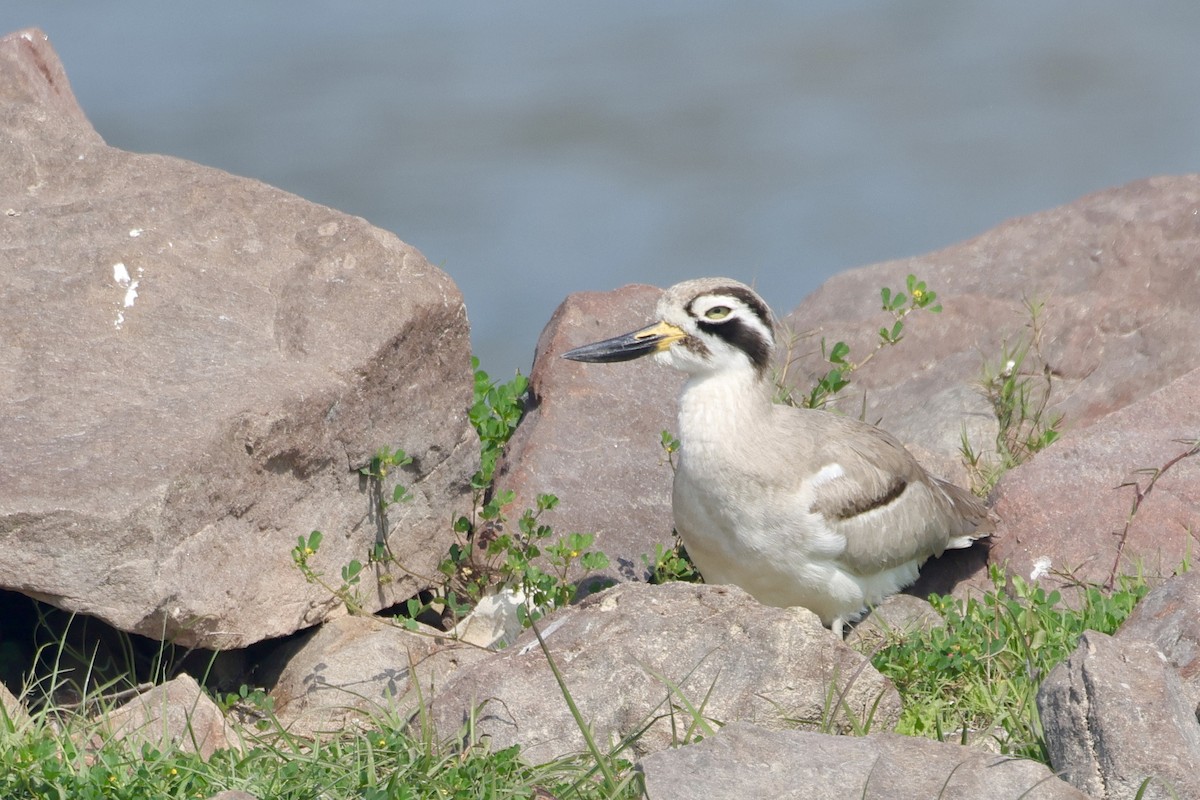 כרוון ענק - ML647834148
