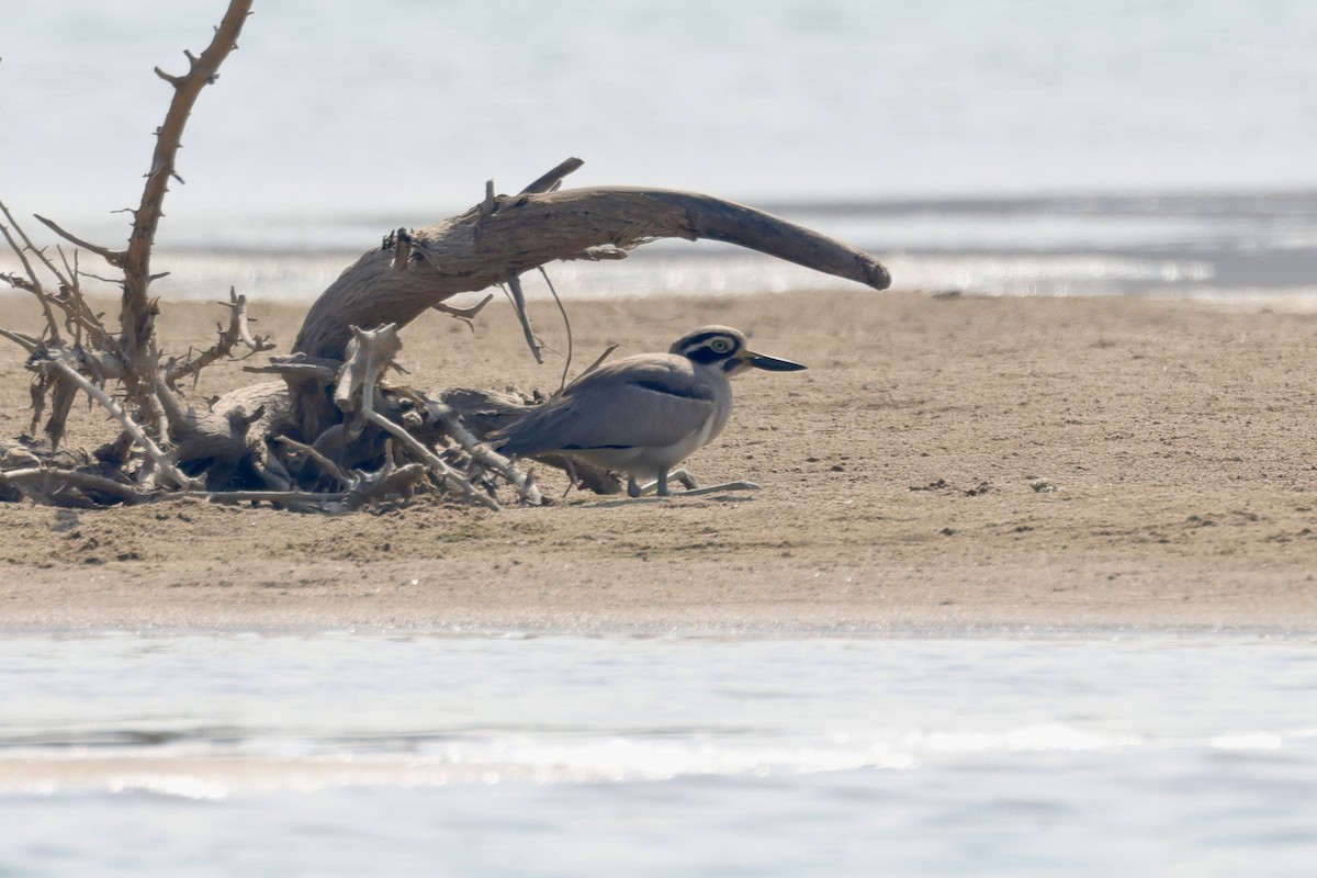 כרוון ענק - ML647834149