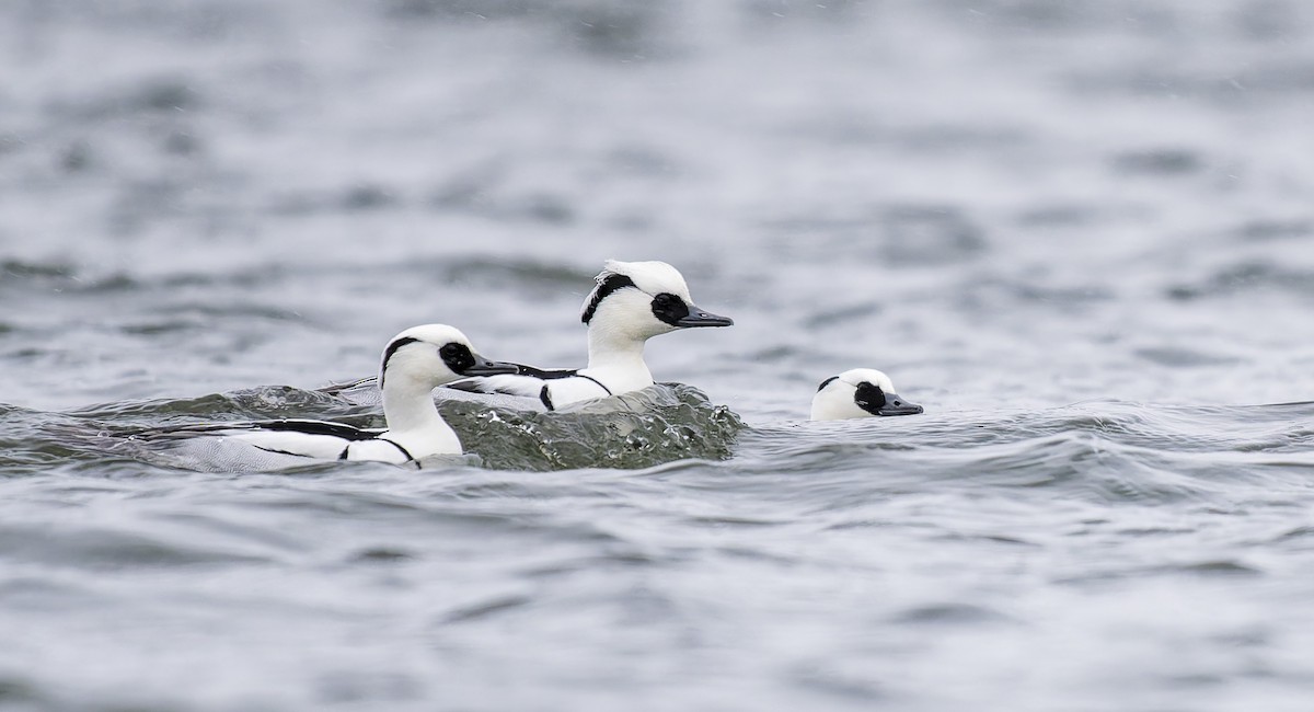 白秋沙 - ML647834151