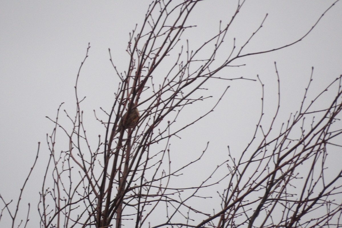 Grive mauvis - ML647834180