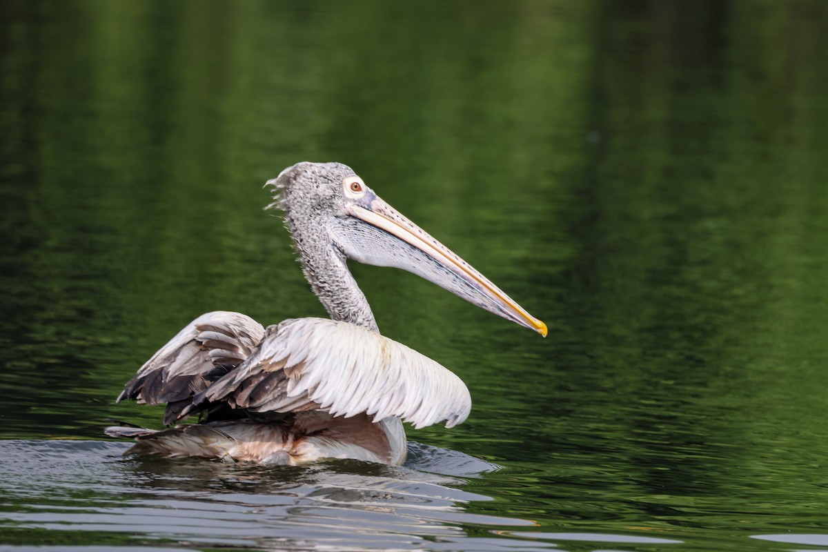 Pelikano tantoduna - ML647834190