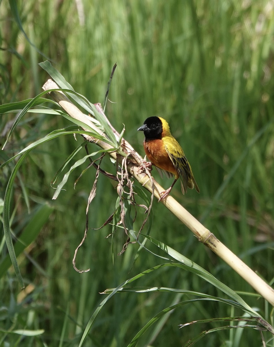 Black-headed Weaver - ML647834198