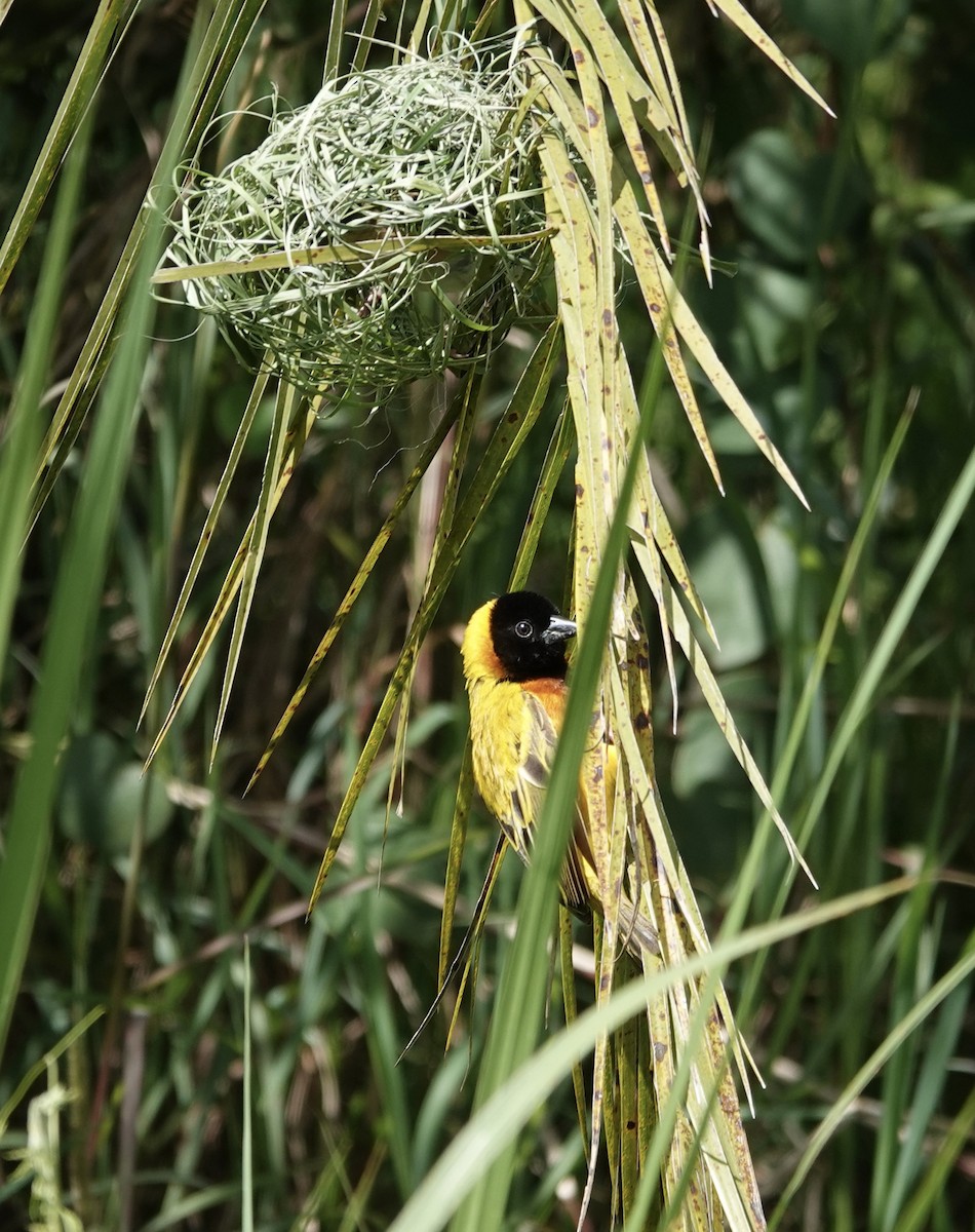 Black-headed Weaver - ML647834199