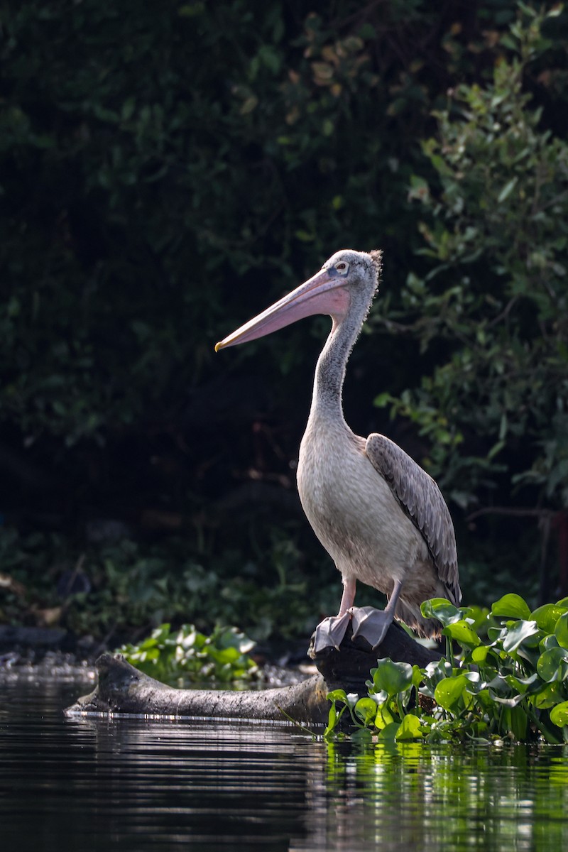 Pelikano tantoduna - ML647834203