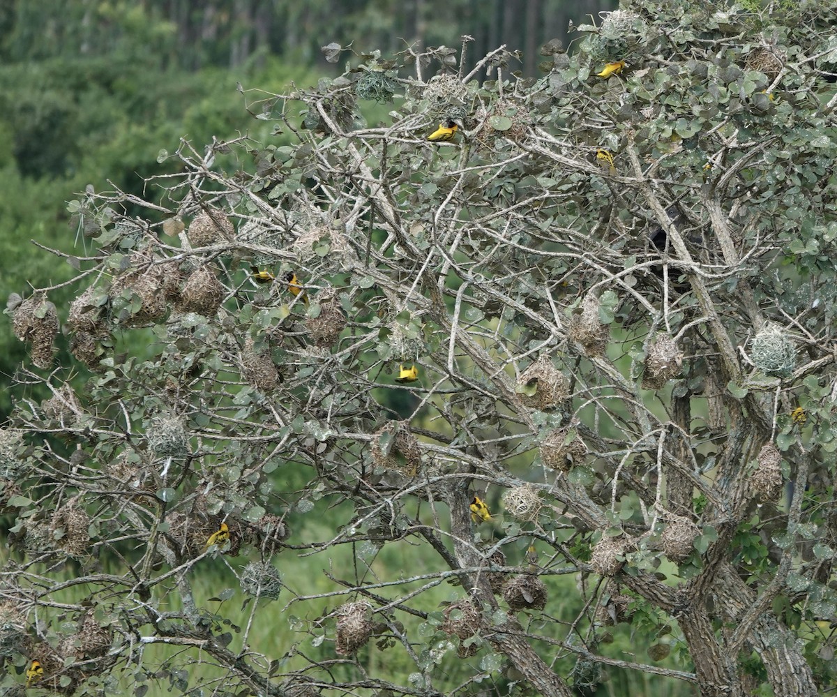 Black-headed Weaver - ML647834204