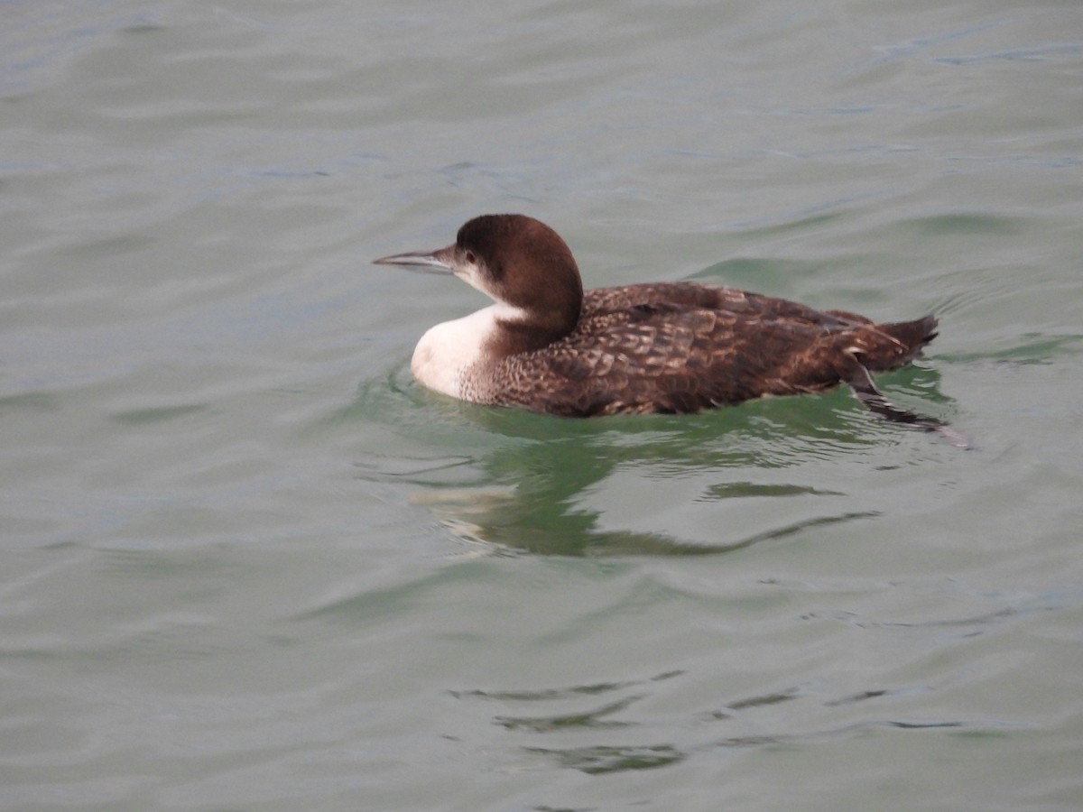 potáplice lední - ML647834234