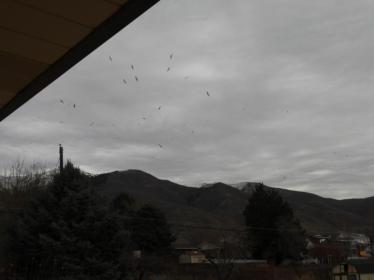 Larinae sp. - ML647834268