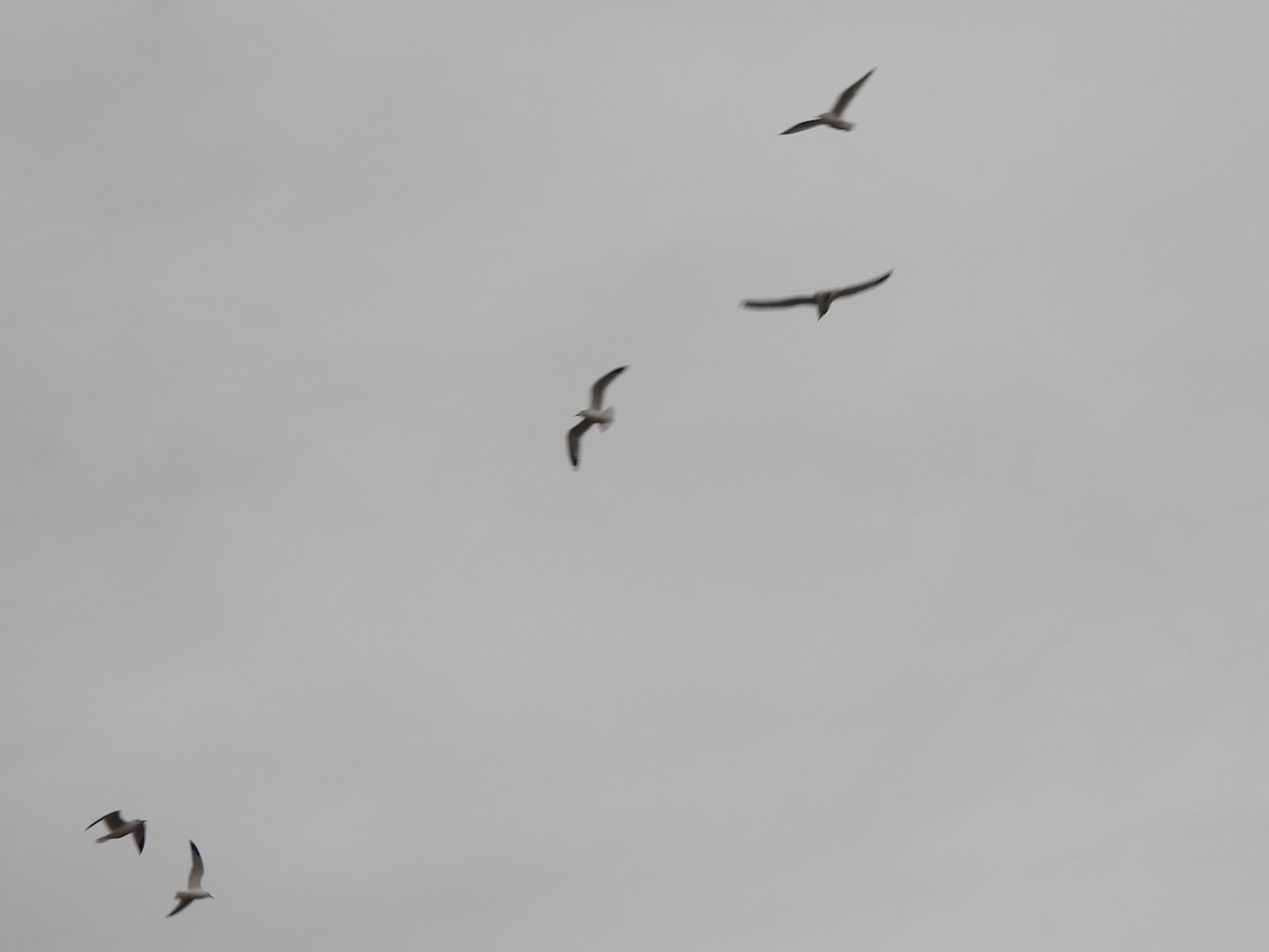 Larinae sp. - ML647834269