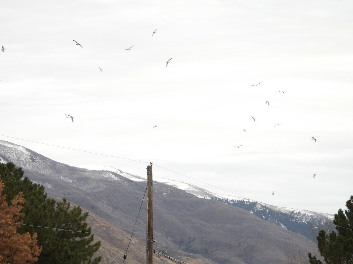 Larinae sp. - ML647834270