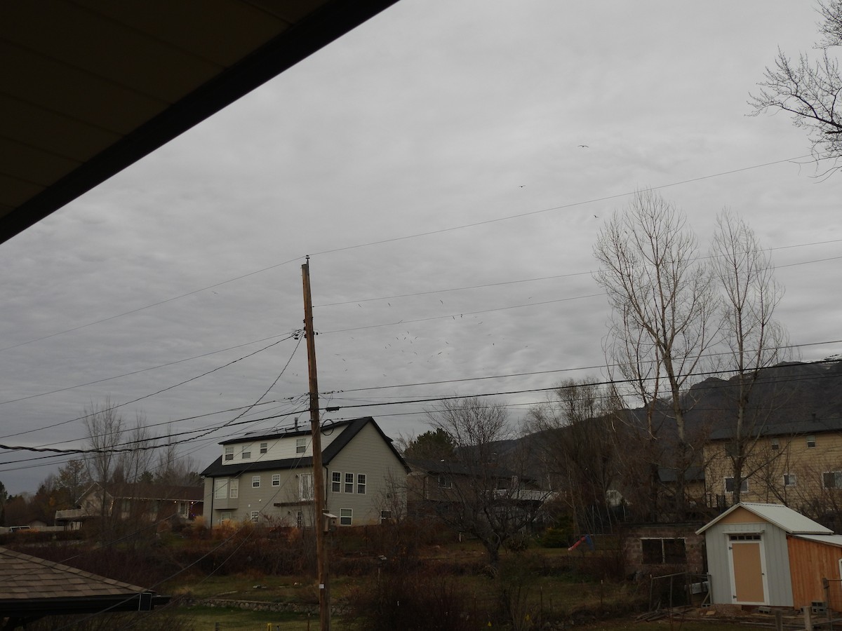 Larinae sp. - ML647834271