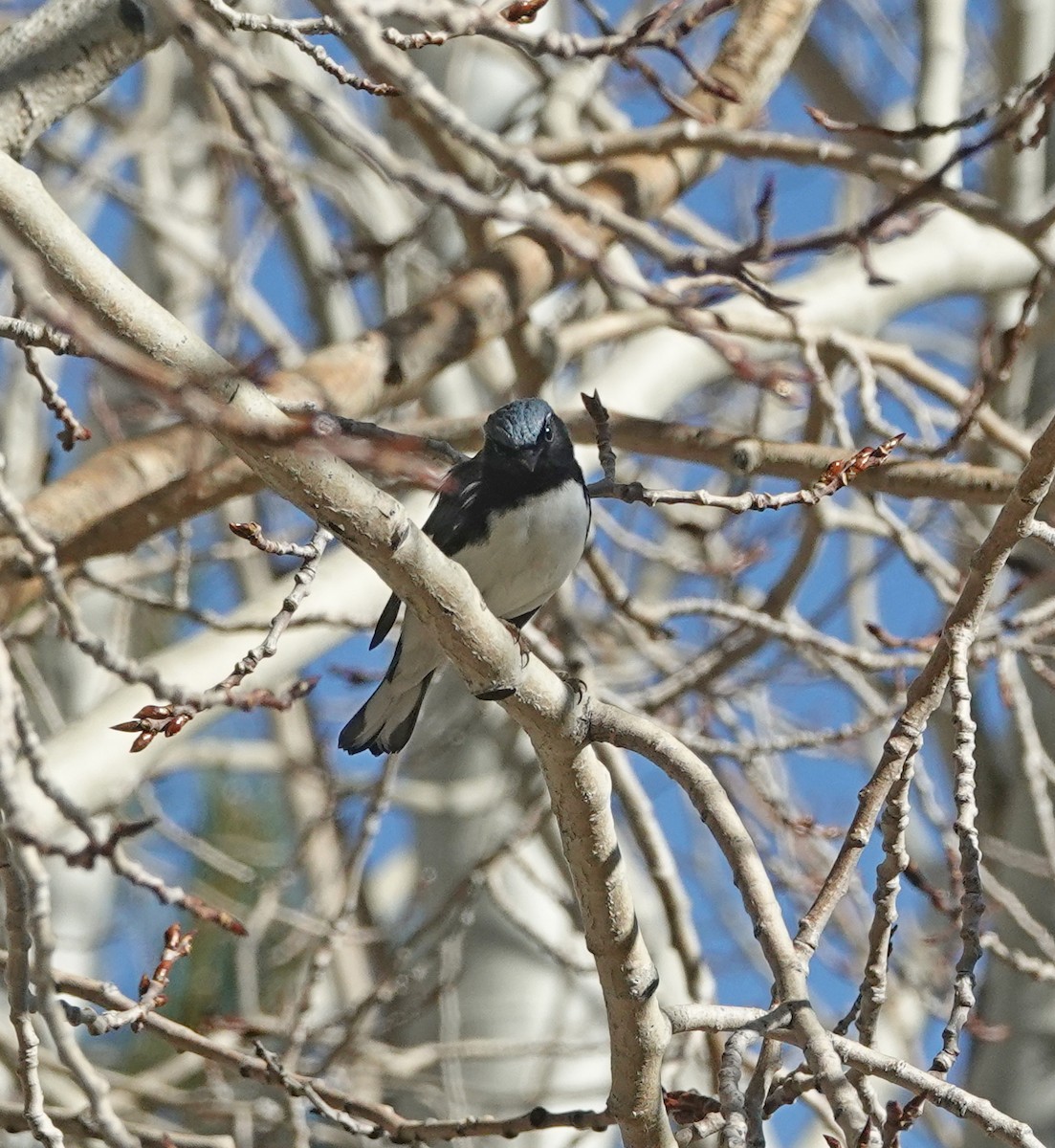 Black-throated Blue Warbler - ML647834280