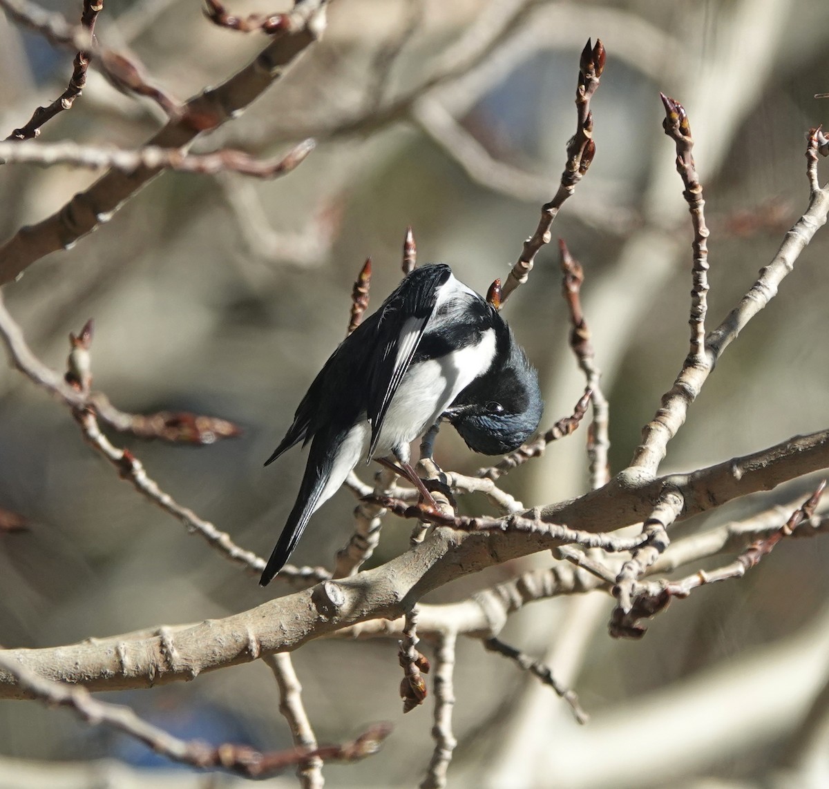 Black-throated Blue Warbler - ML647834281