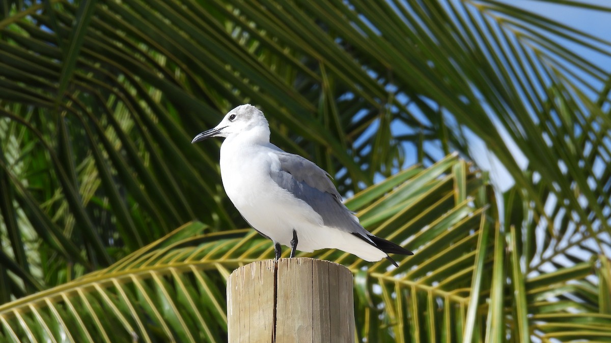 Ацтекская чайка - ML647834284