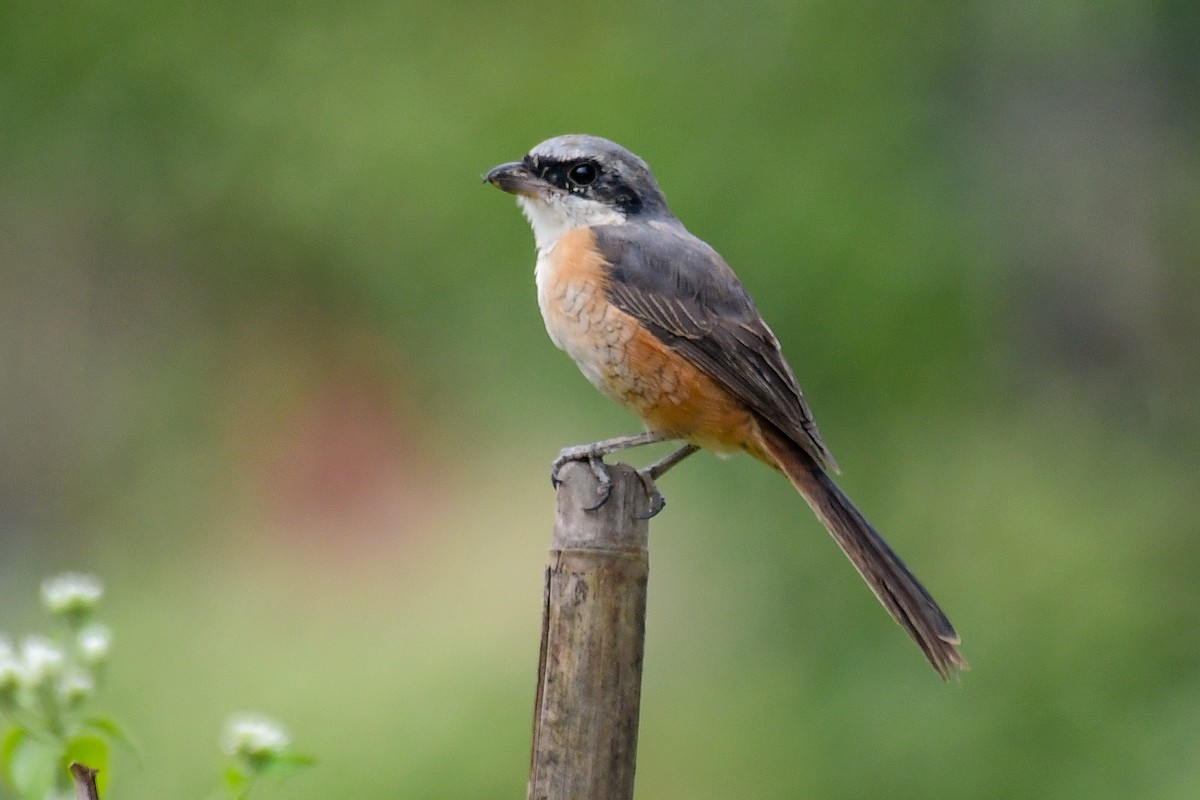 Gray-backed Shrike - ML647834287