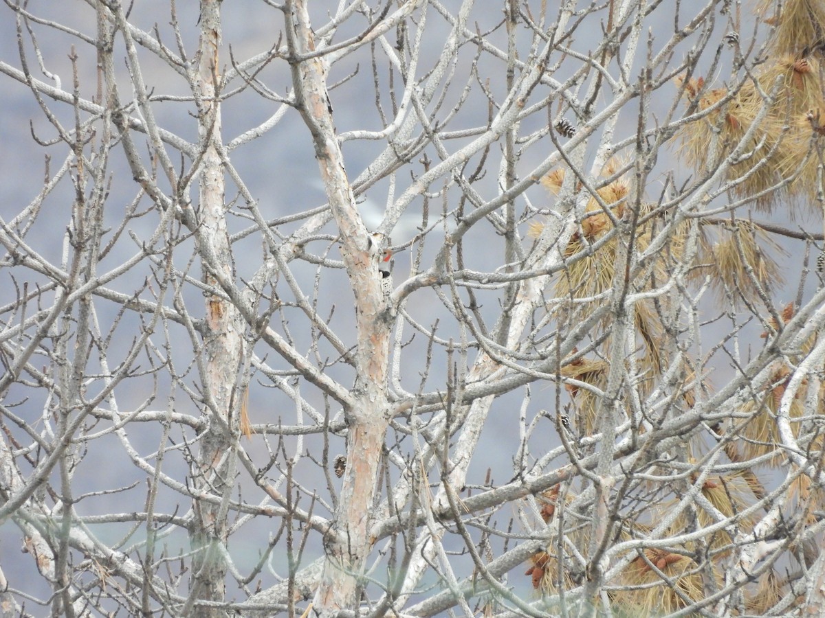 Northern Flicker - ML647834289