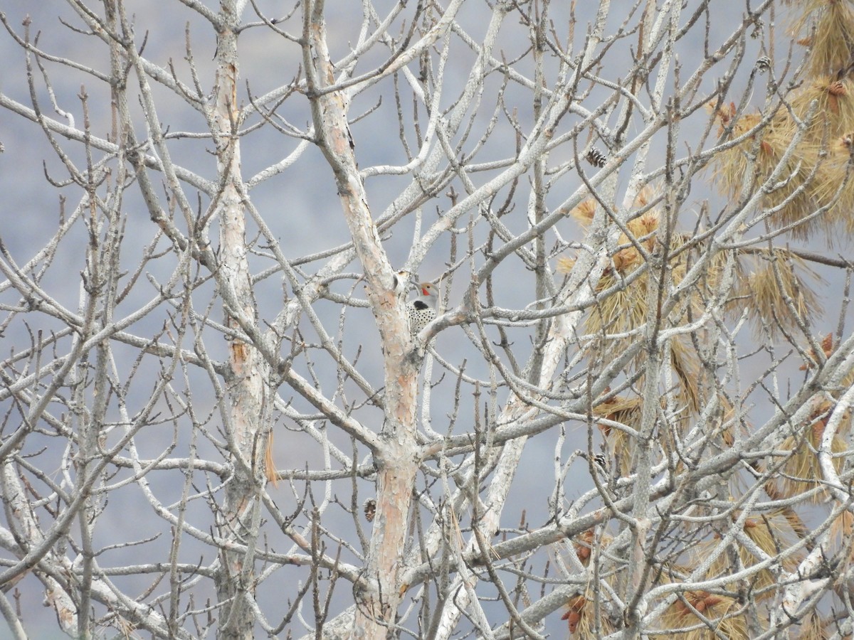 Northern Flicker - ML647834290