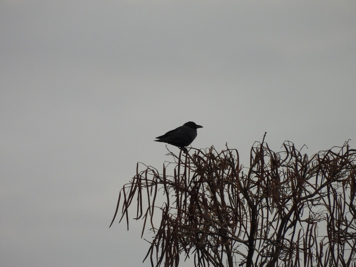 American Crow - ML647834315