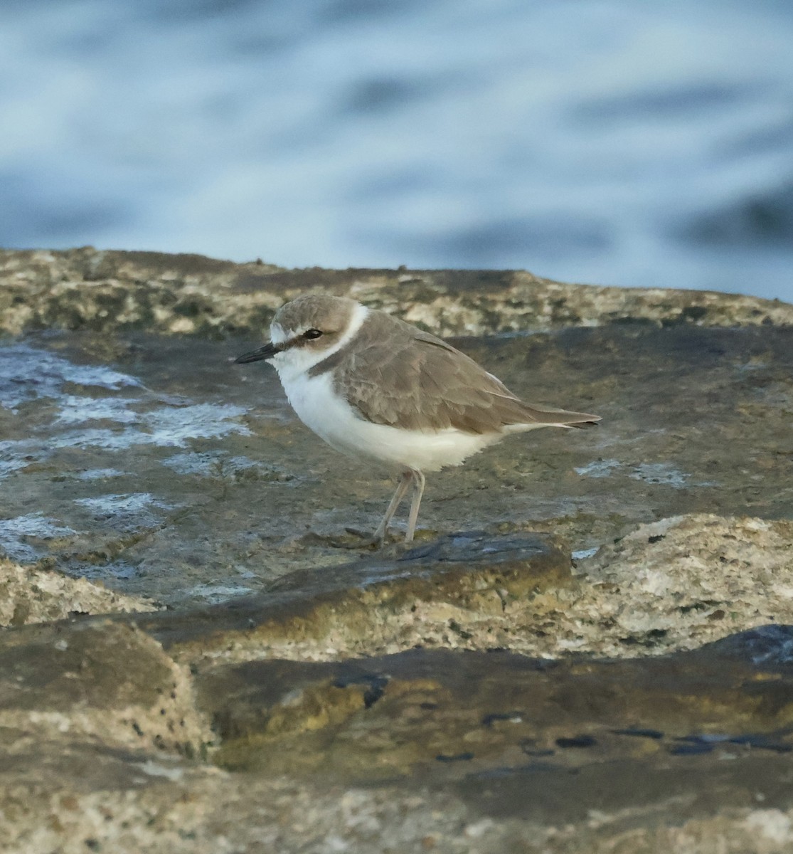 Морской зуёк - ML647834317