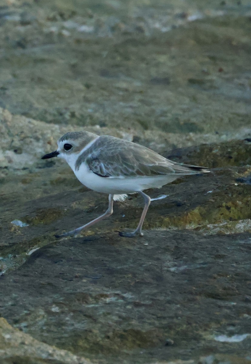 White-faced Plover - ML647834326