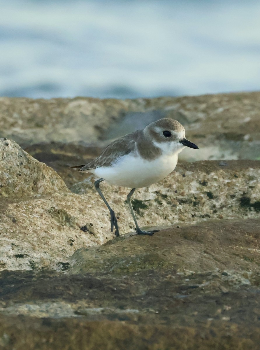 Tibetan Sand-Plover - ML647834327