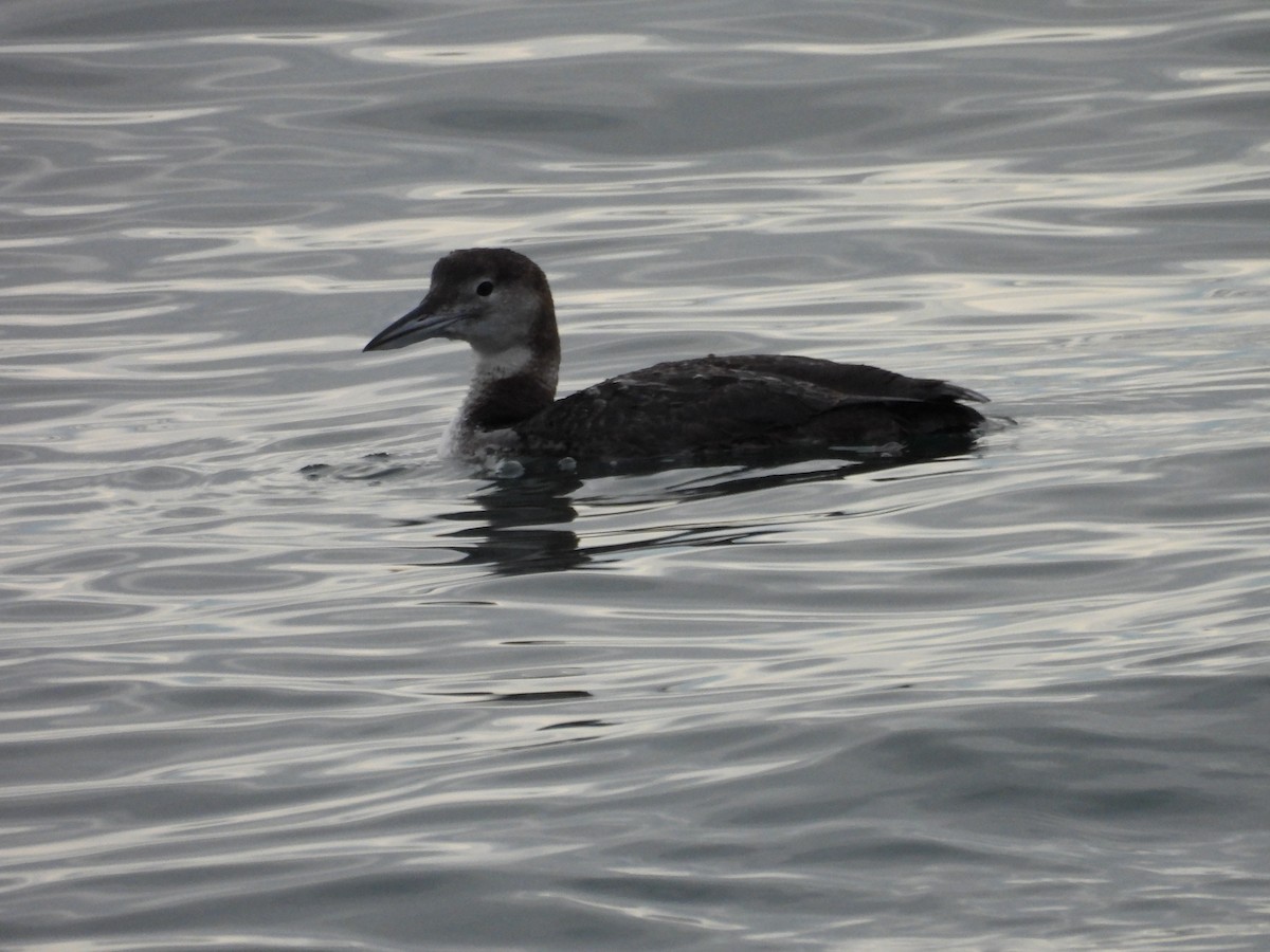 potáplice lední - ML647834333